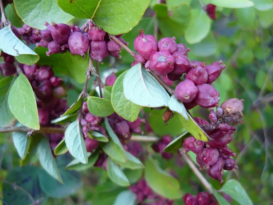 Sárga-tarka levelű, piros hóbogyó / Symphoricarpos orbiculatus 'Foliis Variegatus'