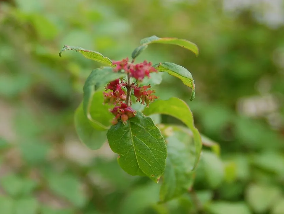 Sárga-tarka levelű, piros hóbogyó / Symphoricarpos orbiculatus 'Foliis Variegatus'