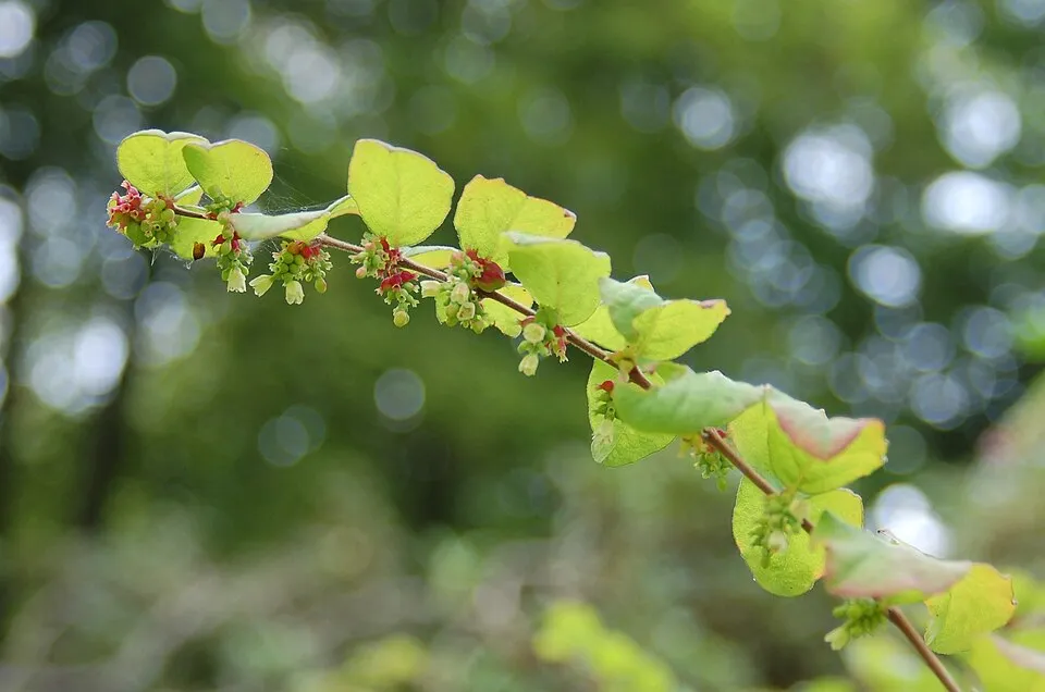 Sárga-tarka levelű, piros hóbogyó / Symphoricarpos orbiculatus 'Foliis Variegatus'