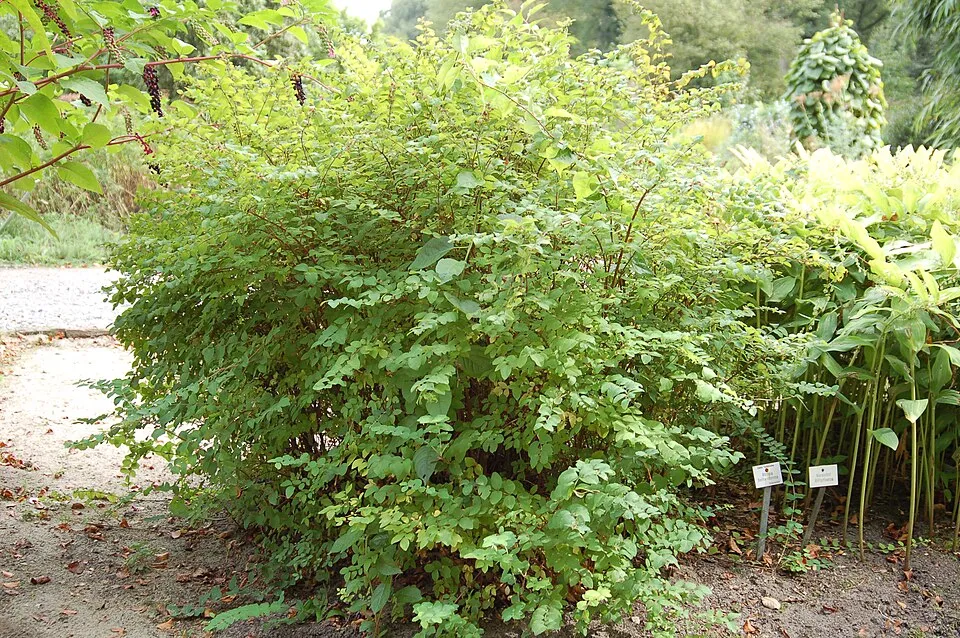 Sárga-tarka levelű, piros hóbogyó / Symphoricarpos orbiculatus 'Foliis Variegatus'