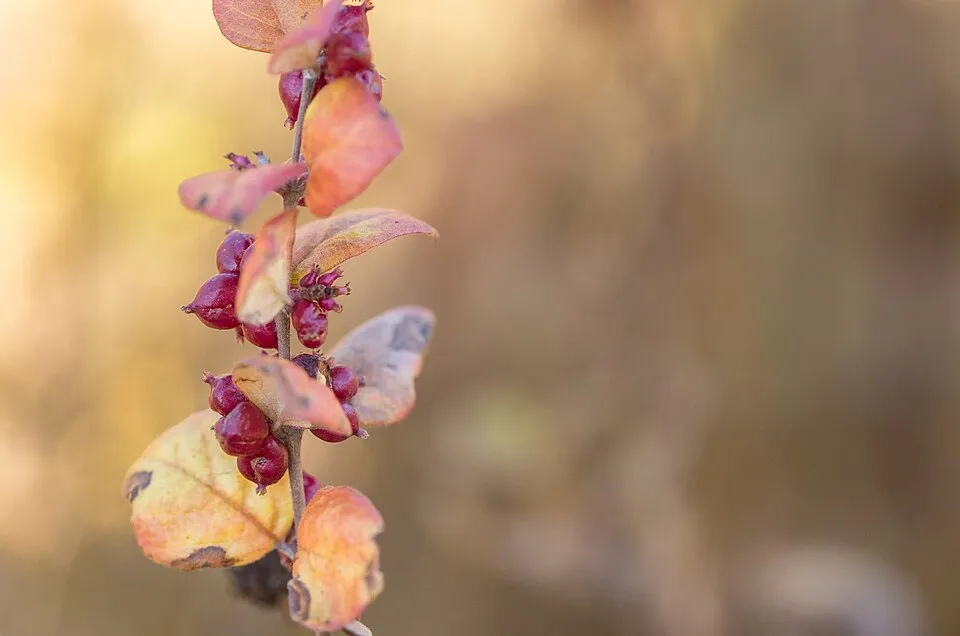 Sárga-tarka levelű, piros hóbogyó / Symphoricarpos orbiculatus 'Foliis Variegatus'
