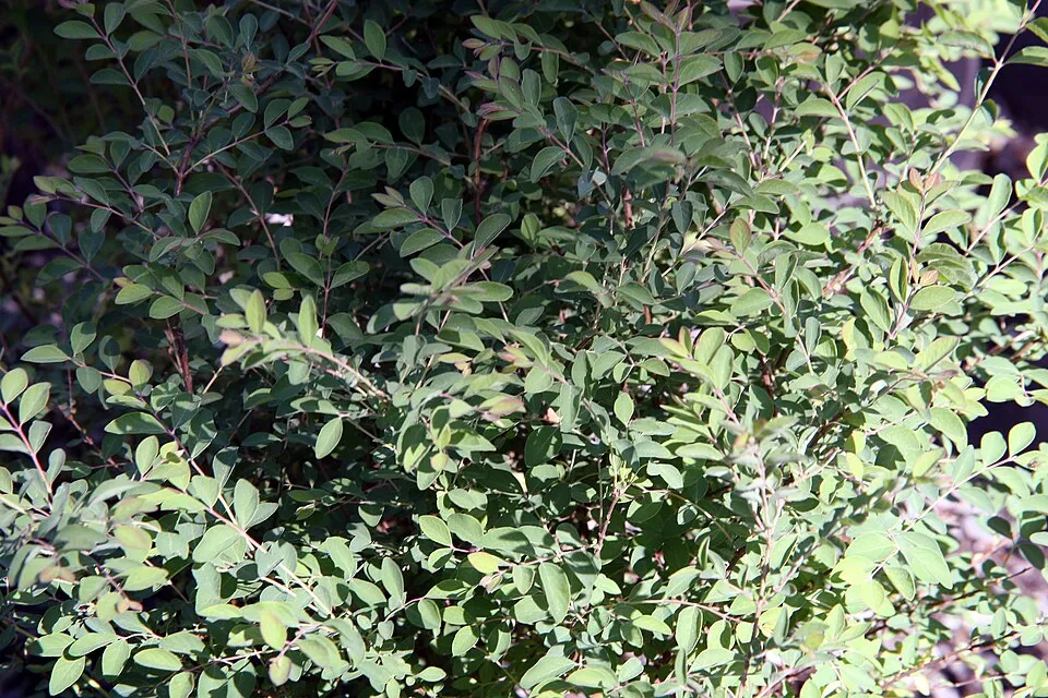 Sárga-tarka levelű, piros hóbogyó / Symphoricarpos orbiculatus 'Foliis Variegatus'