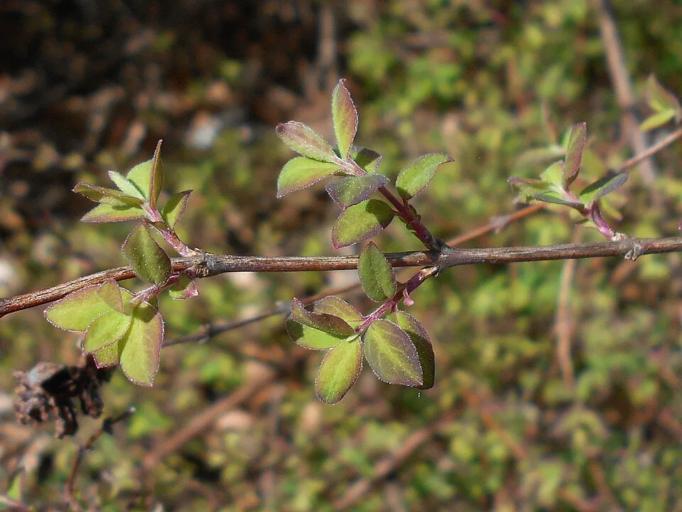 Sárga-tarka levelű, piros hóbogyó / Symphoricarpos orbiculatus 'Foliis Variegatus'