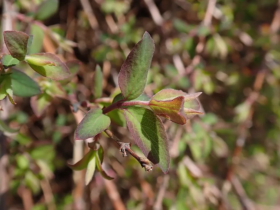 Talajtakaró hóbogyó / Symphoricarpos x chenaultii 'Hancock'