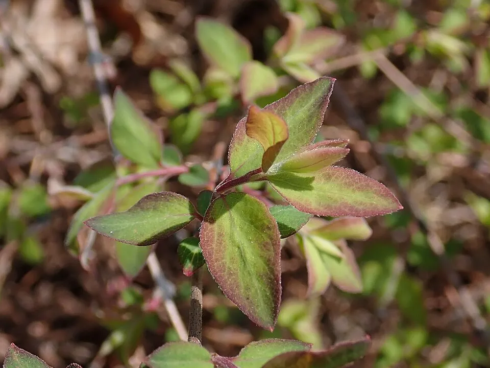 Talajtakaró hóbogyó / Symphoricarpos x chenaultii 'Hancock'