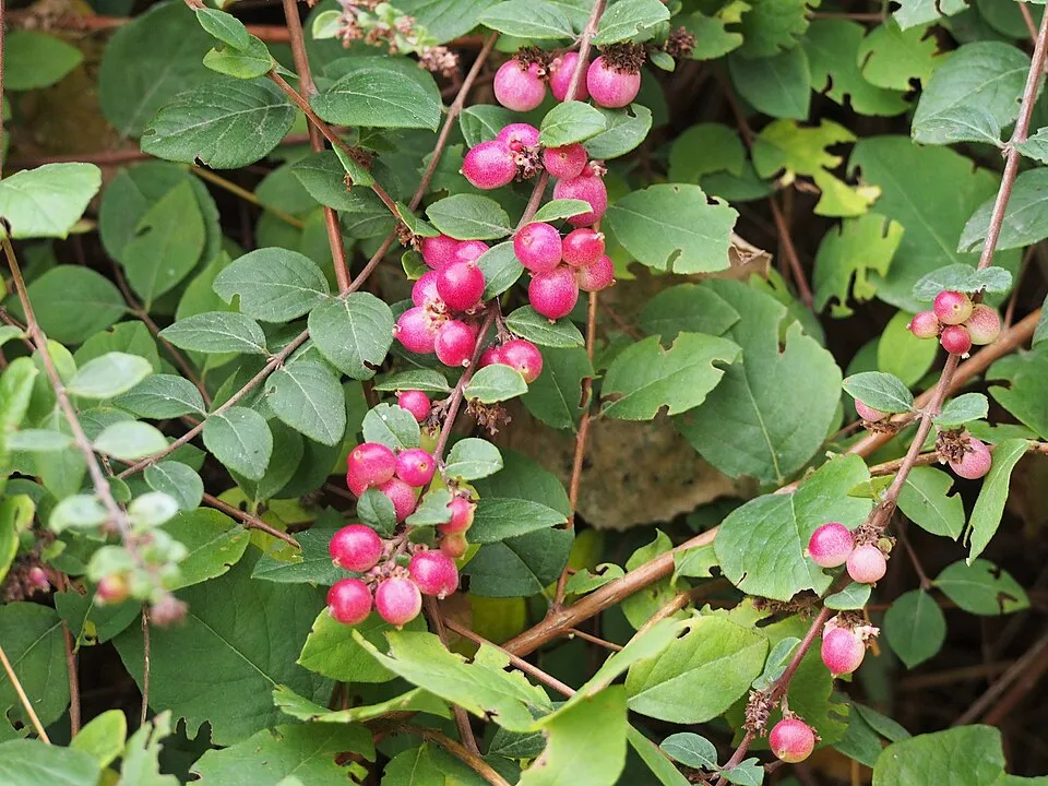Talajtakaró hóbogyó / Symphoricarpos x chenaultii 'Hancock'