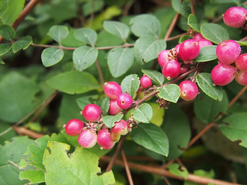 Talajtakaró hóbogyó / Symphoricarpos x chenaultii 'Hancock'