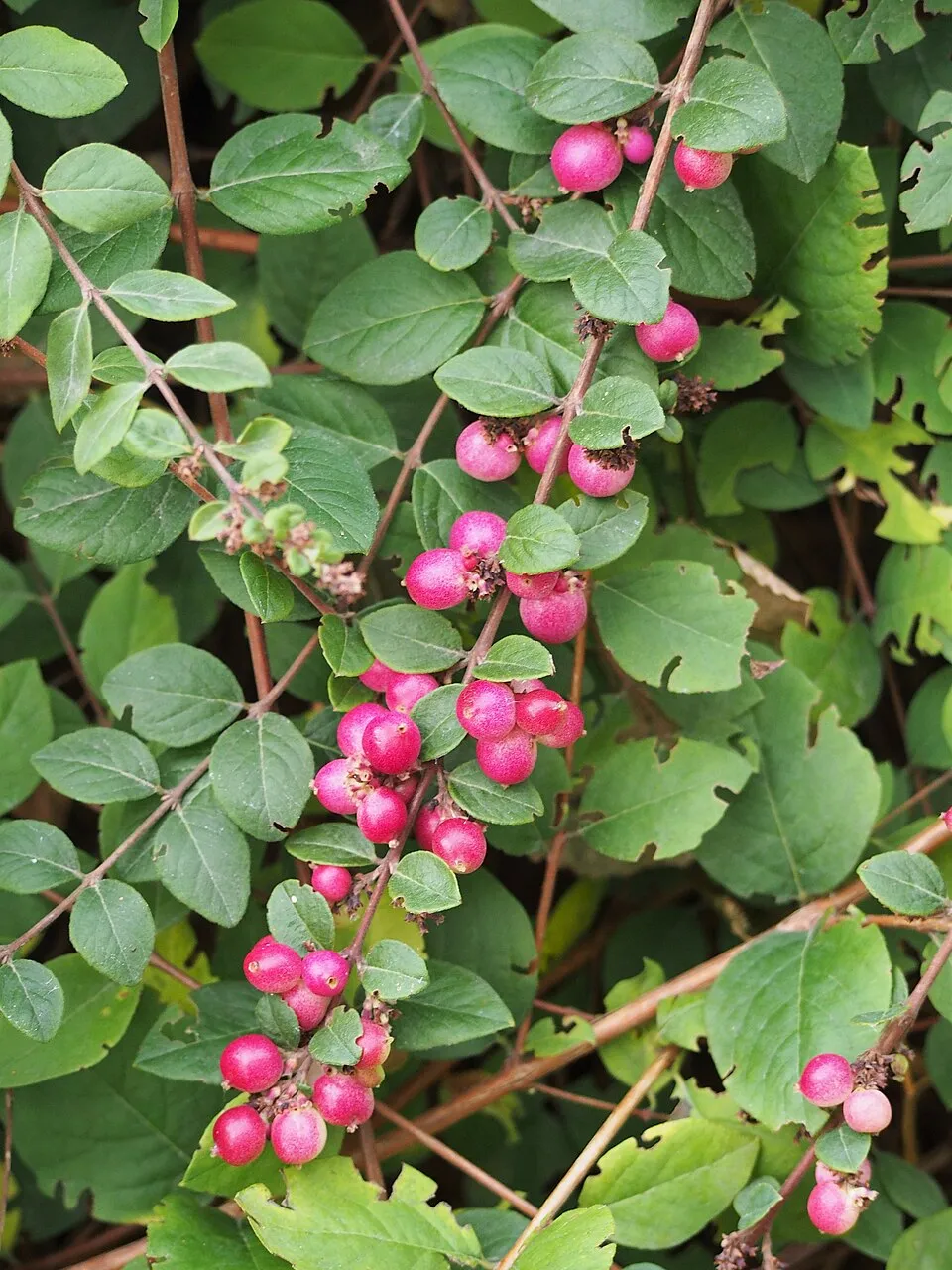 Talajtakaró hóbogyó / Symphoricarpos x chenaultii 'Hancock'