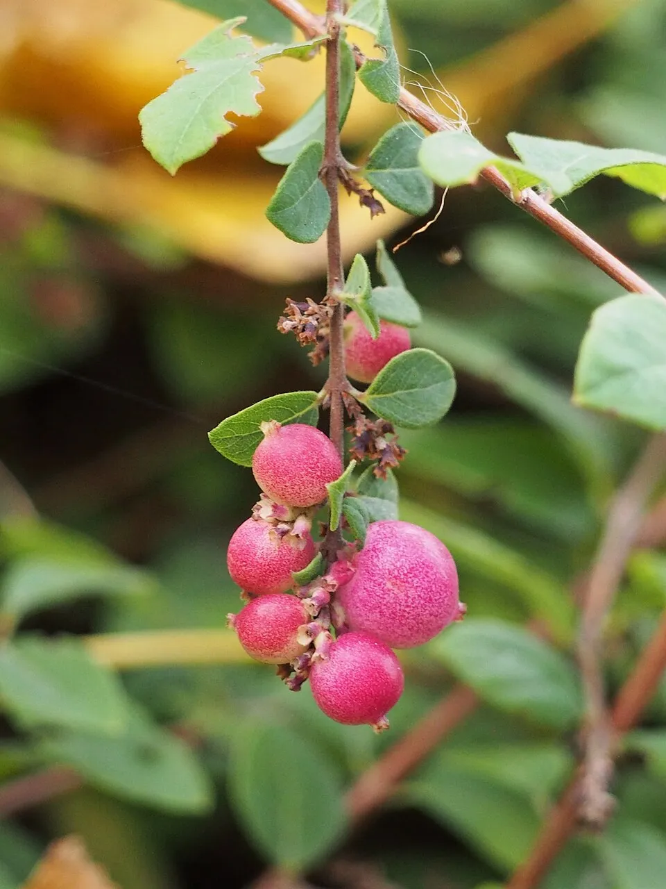 Talajtakaró hóbogyó / Symphoricarpos x chenaultii 'Hancock'