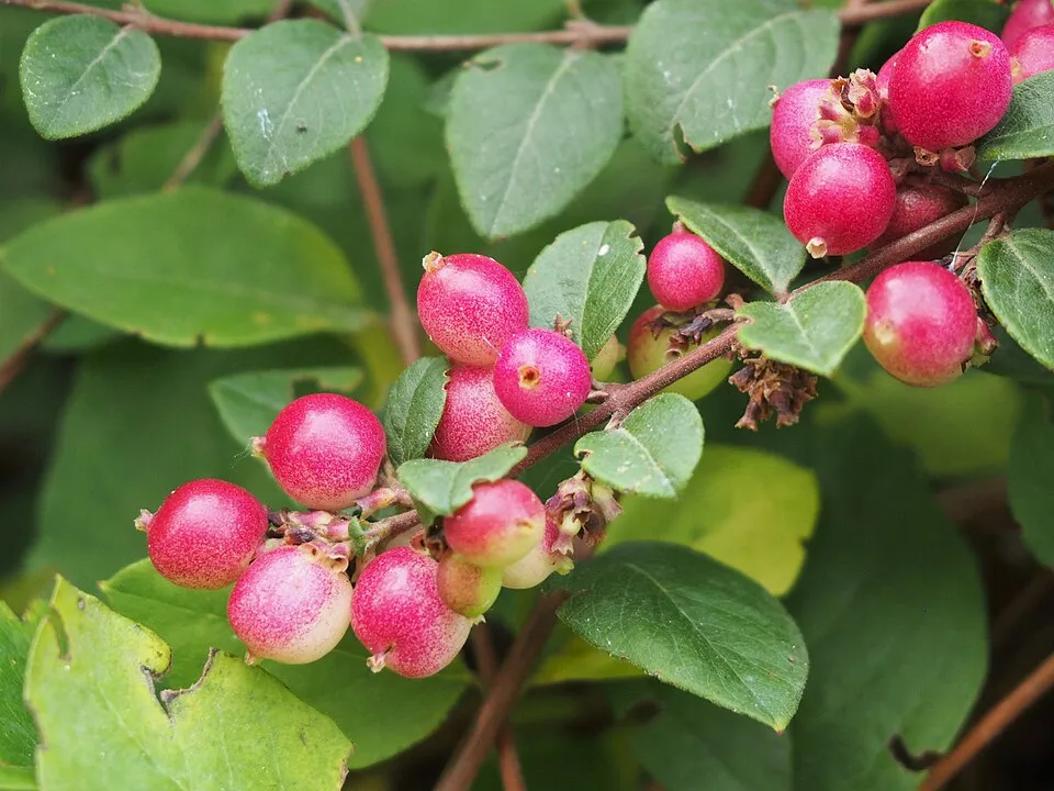 Talajtakaró hóbogyó / Symphoricarpos x chenaultii 'Hancock'