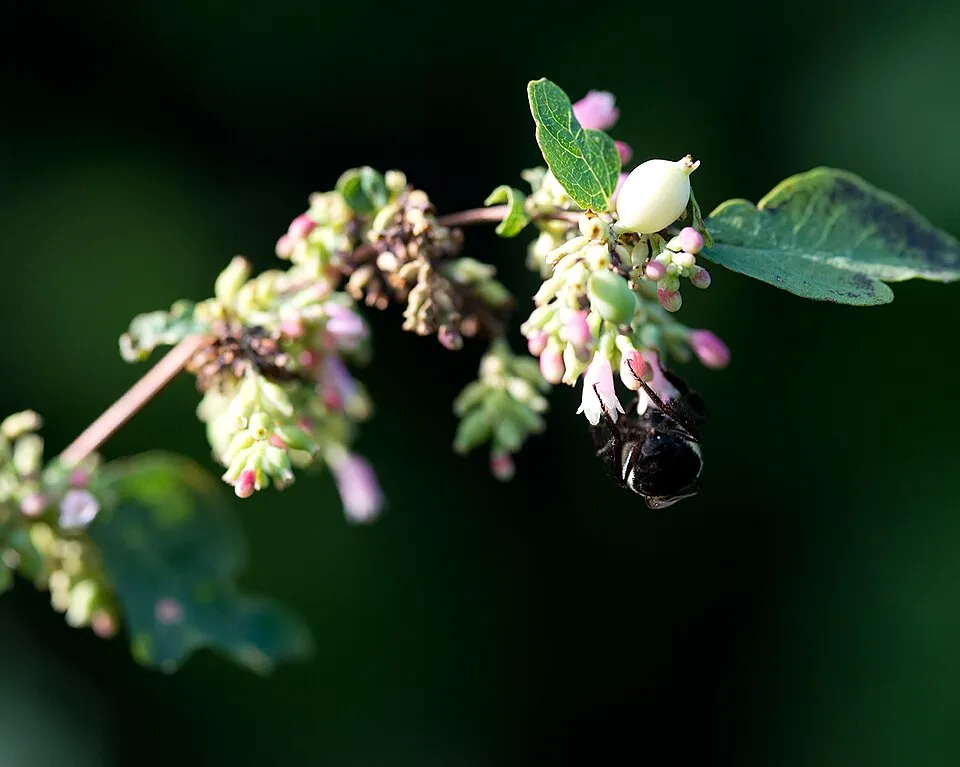 Rózsaszín hóbogyó / Symphoricarpos x doorenbosii ‘Magic Berry’