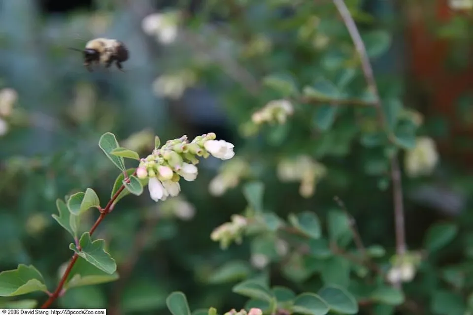 Rózsaszín hóbogyó / Symphoricarpos x doorenbosii ‘Magic Berry’