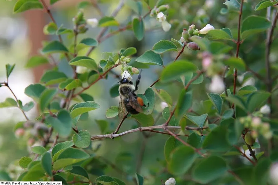 Lilás-rózsaszín hóbogyó / Symphoricarpos x doorenbosii 'Amethyst'