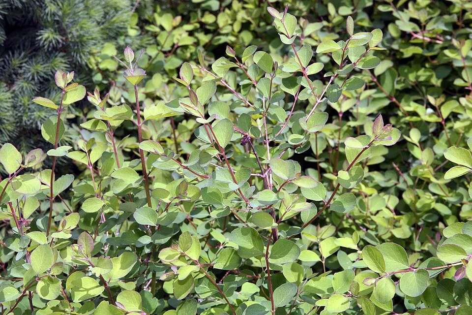 Lilás-rózsaszín hóbogyó / Symphoricarpos x doorenbosii 'Amethyst'