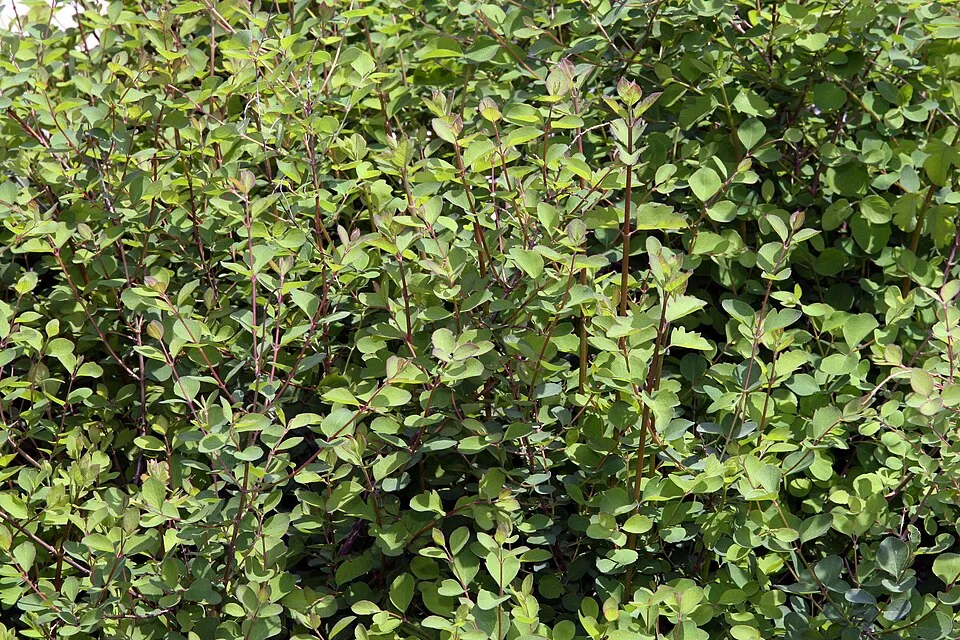 Lilás-rózsaszín hóbogyó / Symphoricarpos x doorenbosii 'Amethyst'