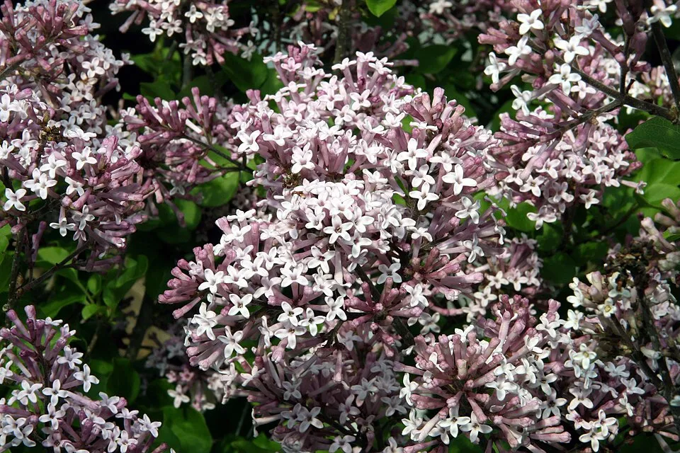 Lila virágú törpeorgona / Syringa meyeri 'Palibin'