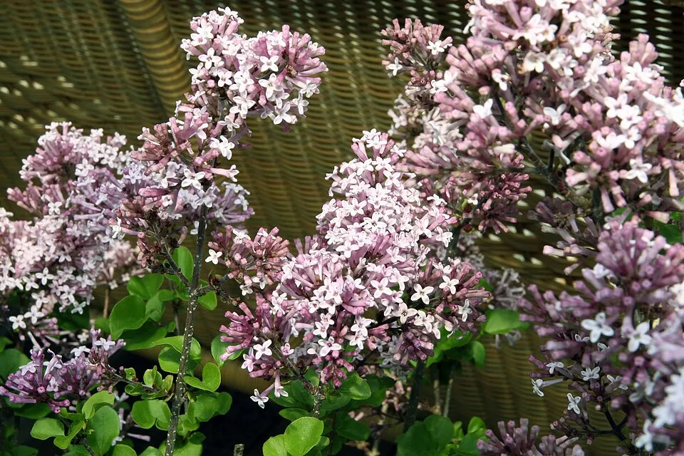 Lila virágú törpeorgona / Syringa meyeri 'Palibin'