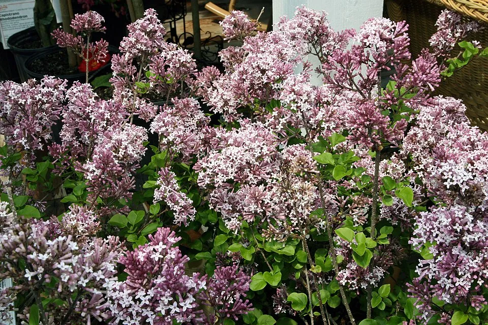 Lila virágú törpeorgona / Syringa meyeri 'Palibin'