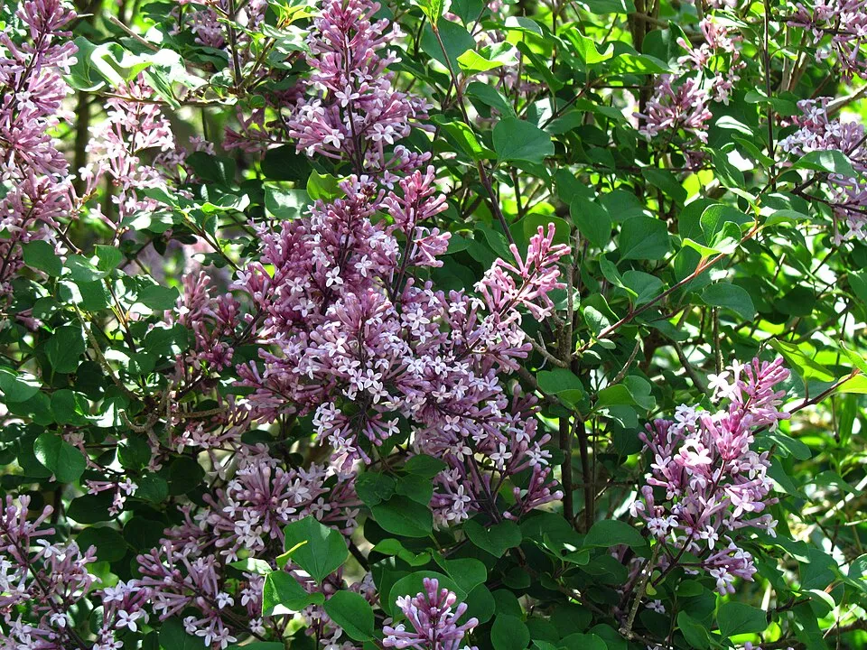 Lila virágú törpeorgona / Syringa meyeri 'Palibin'