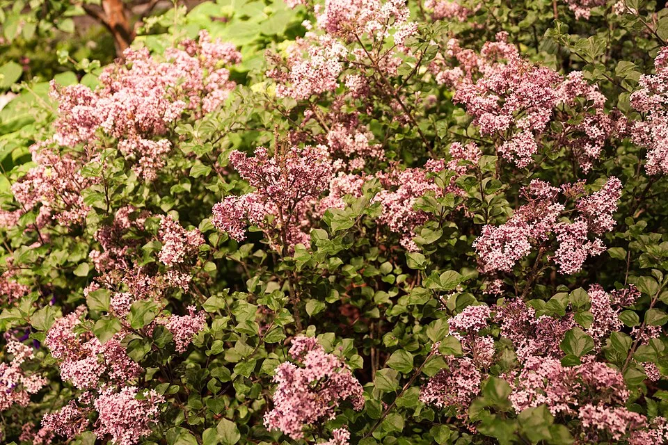Lila virágú törpeorgona / Syringa meyeri 'Palibin'
