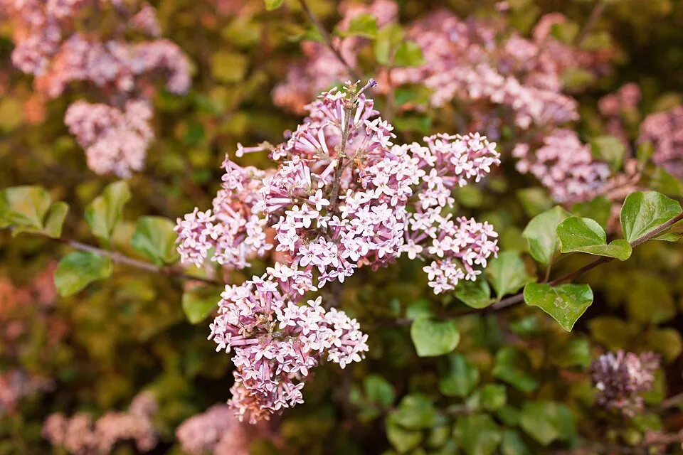 Lila virágú törpeorgona / Syringa meyeri 'Palibin'