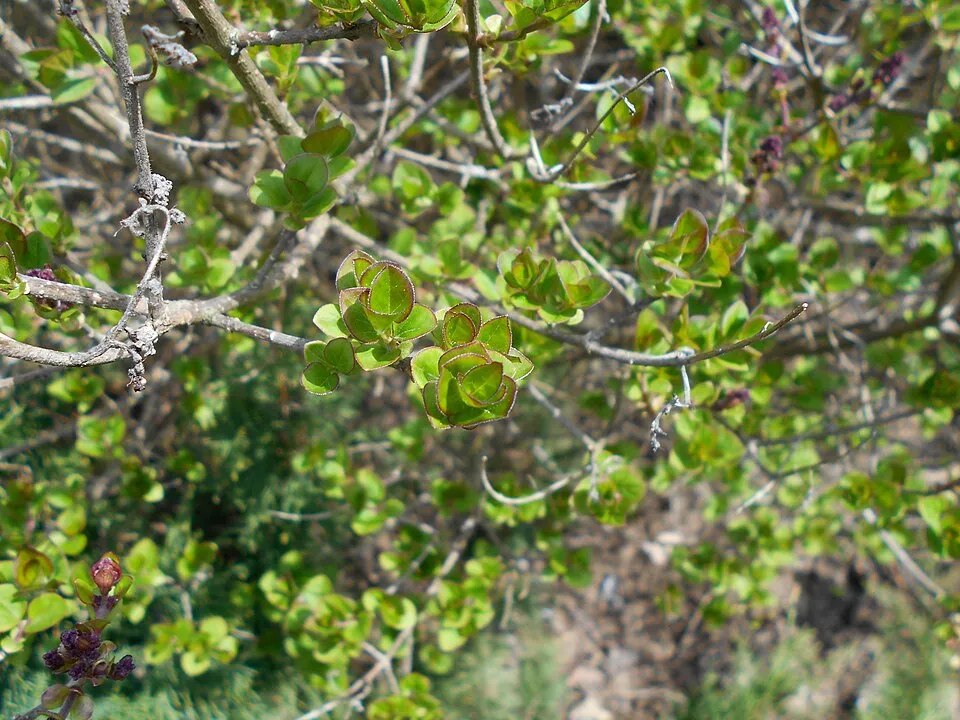 Lila virágú törpeorgona / Syringa meyeri 'Palibin'