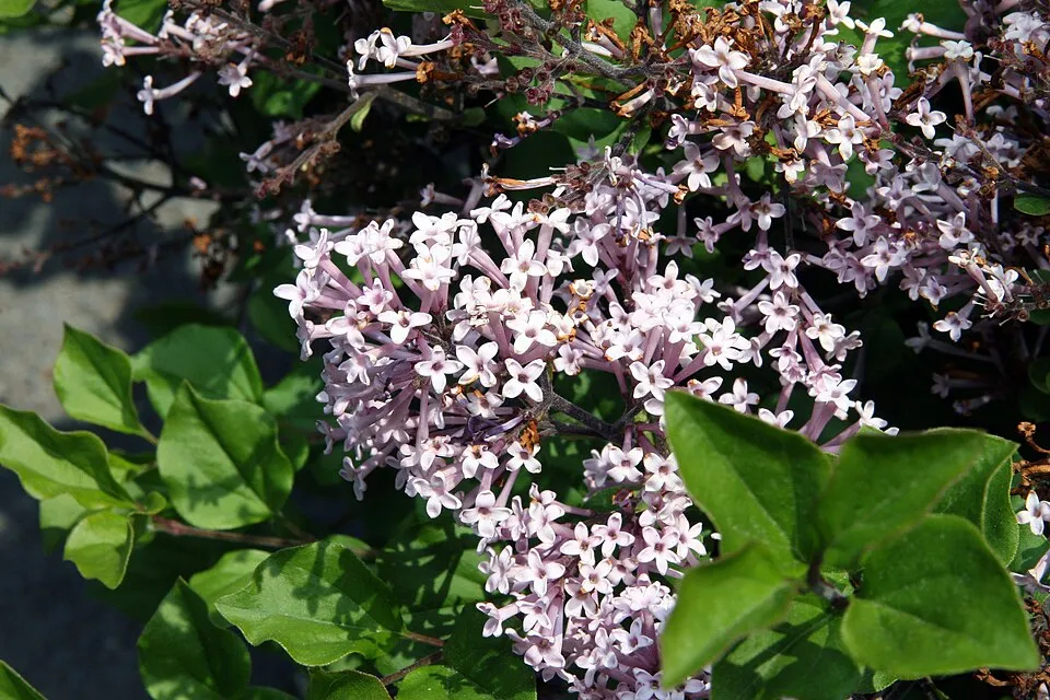 Lila virágú törpeorgona / Syringa meyeri 'Palibin'