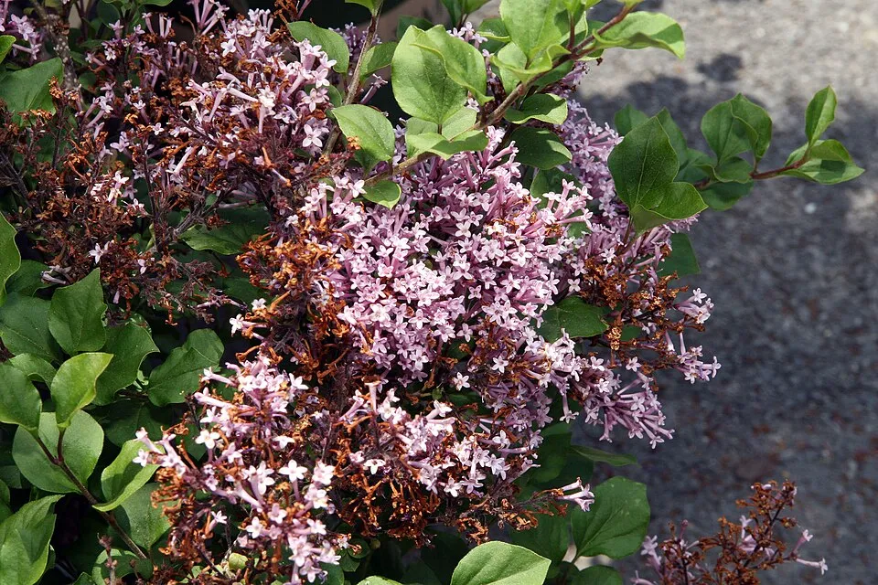 Lila virágú törpeorgona / Syringa meyeri 'Palibin'