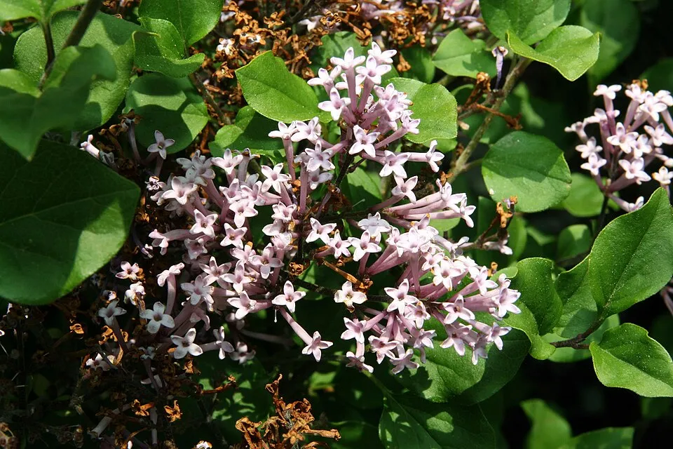 Lila virágú törpeorgona / Syringa meyeri 'Palibin'