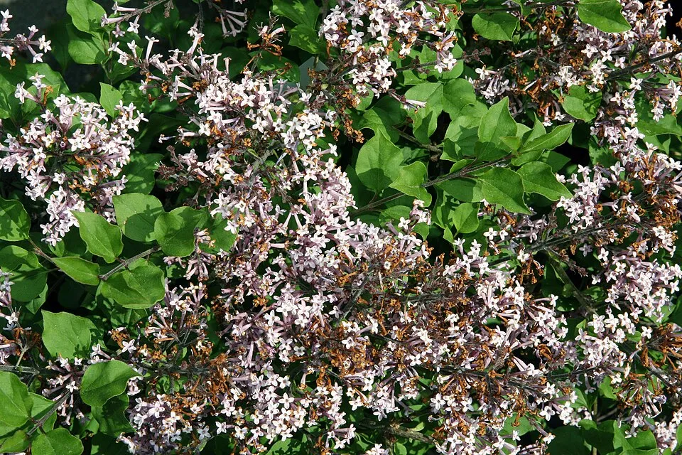 Lila virágú törpeorgona / Syringa meyeri 'Palibin'