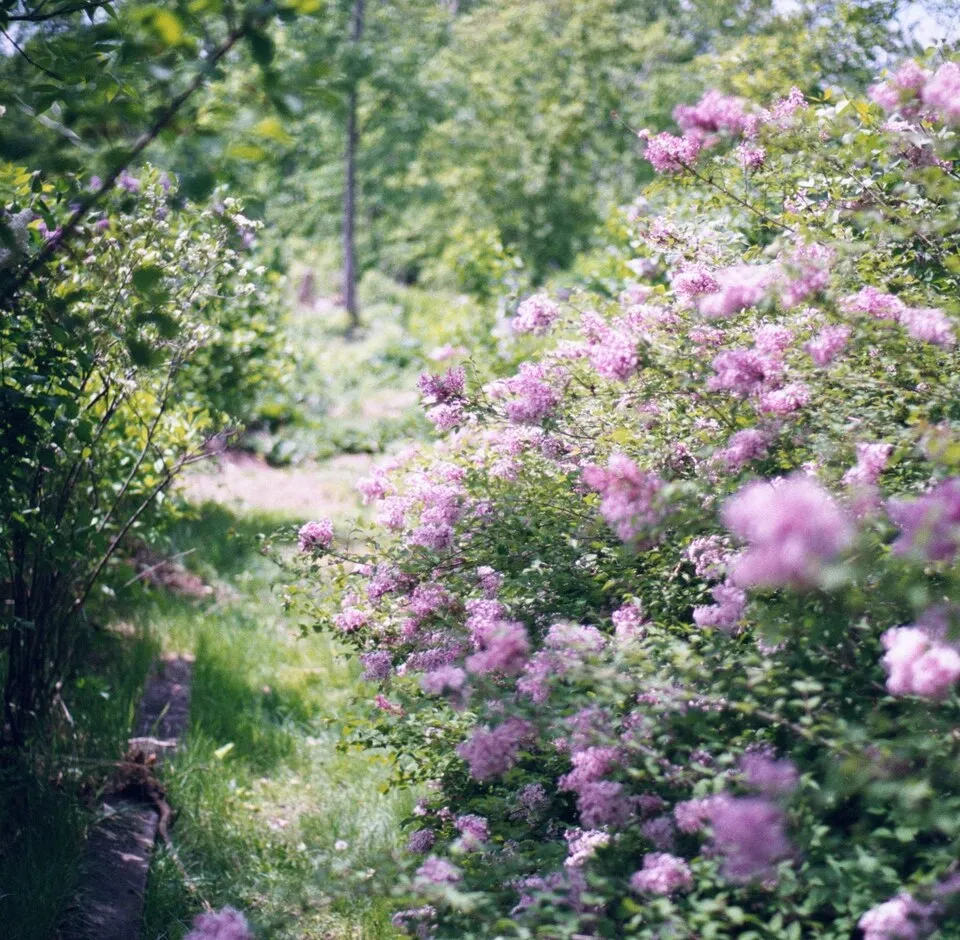 Kislevelű orgona / Syringa microphylla 'Superba'