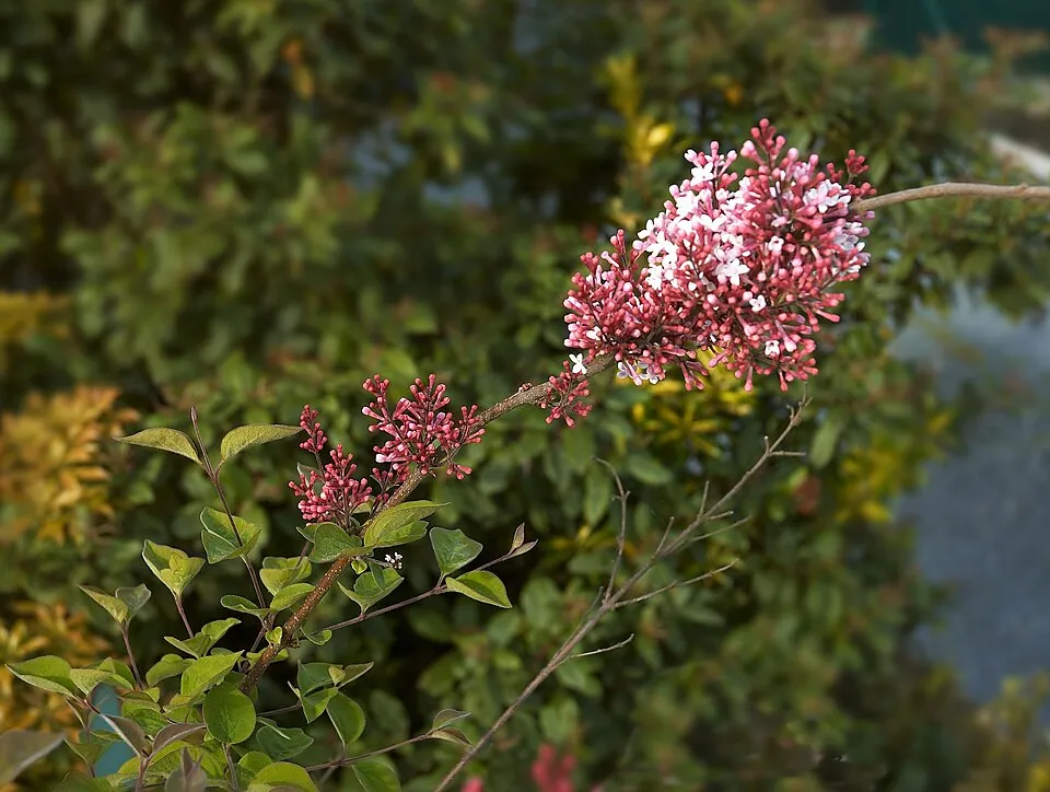 Kislevelű orgona / Syringa microphylla 'Superba'