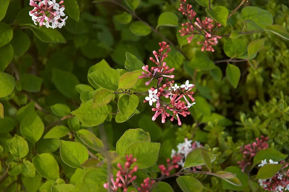Kislevelű orgona / Syringa microphylla 'Superba'