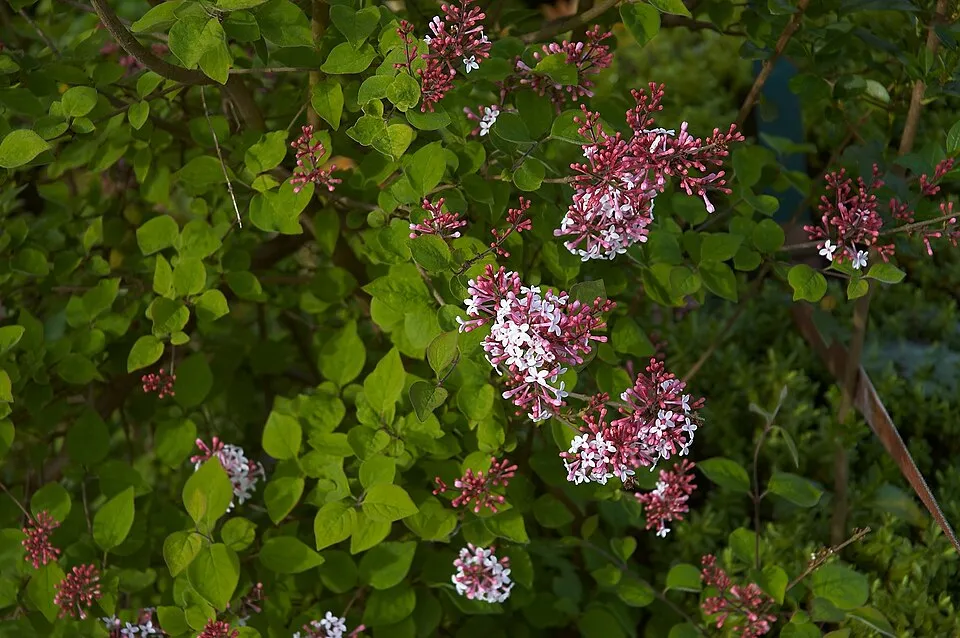 Kislevelű orgona / Syringa microphylla 'Superba'
