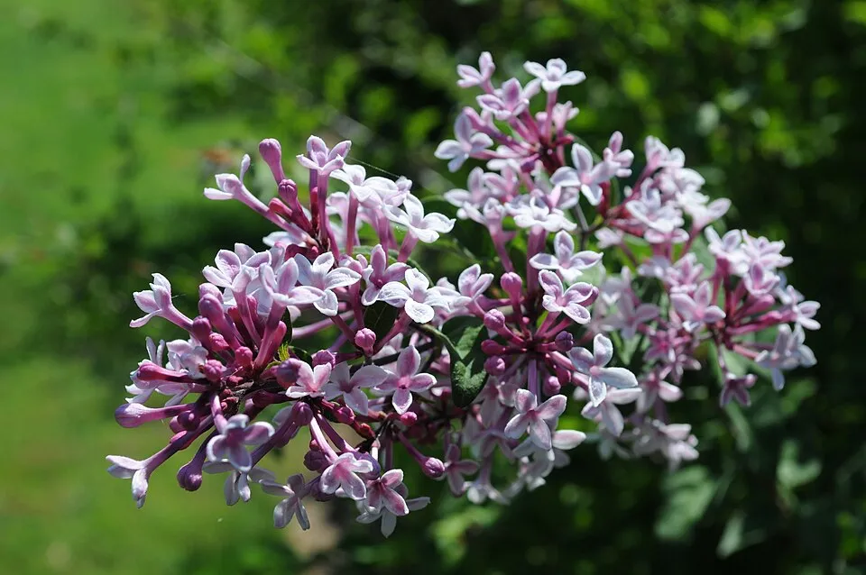 Kislevelű orgona / Syringa microphylla 'Superba'