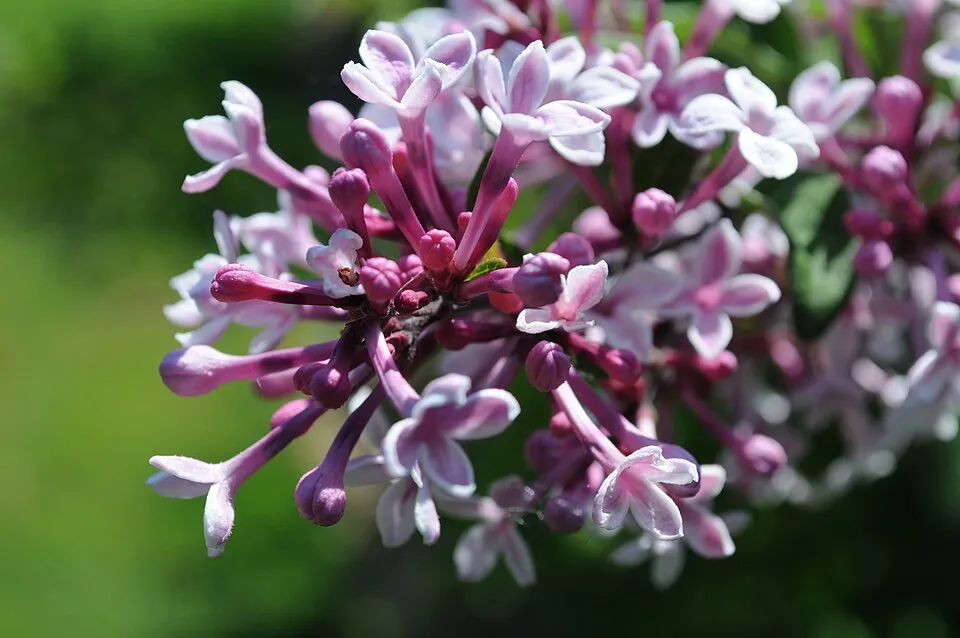 Kislevelű orgona / Syringa microphylla 'Superba'