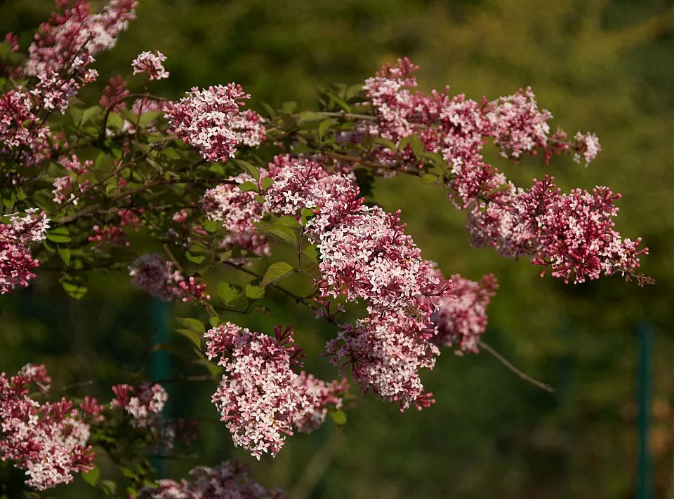 Kislevelű orgona / Syringa microphylla 'Superba'