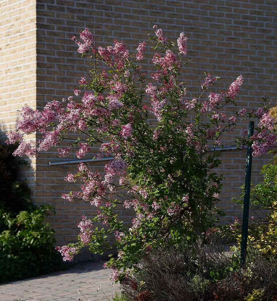 Kislevelű orgona / Syringa microphylla 'Superba'