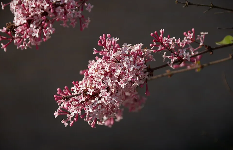Kislevelű orgona / Syringa microphylla 'Superba'