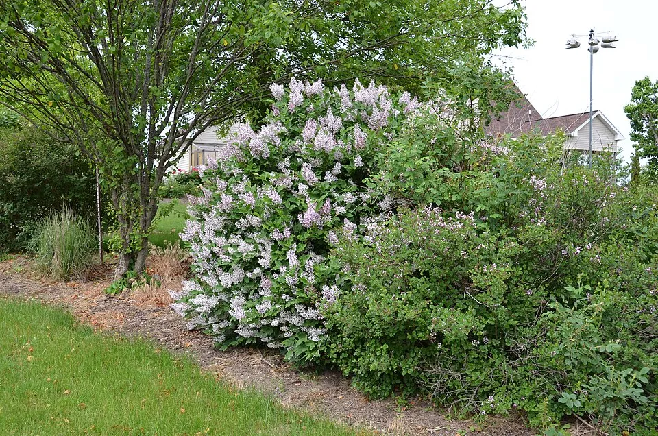 Halványlila virágú törpeorgona / Syringa patula 'Miss Kim'