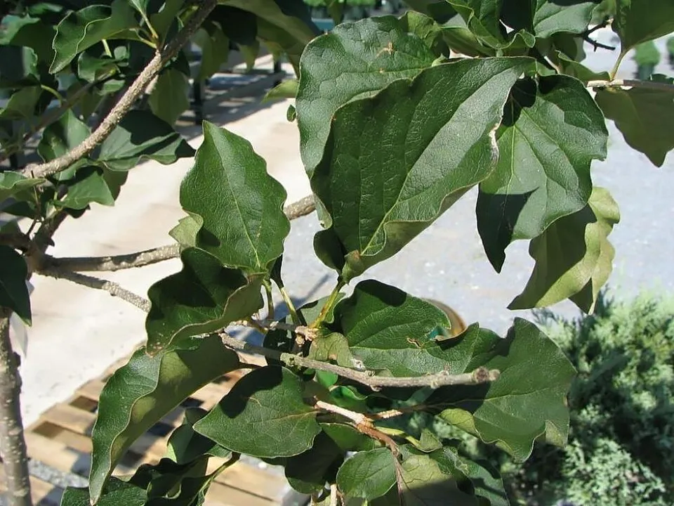 Halványlila virágú törpeorgona / Syringa patula 'Miss Kim'