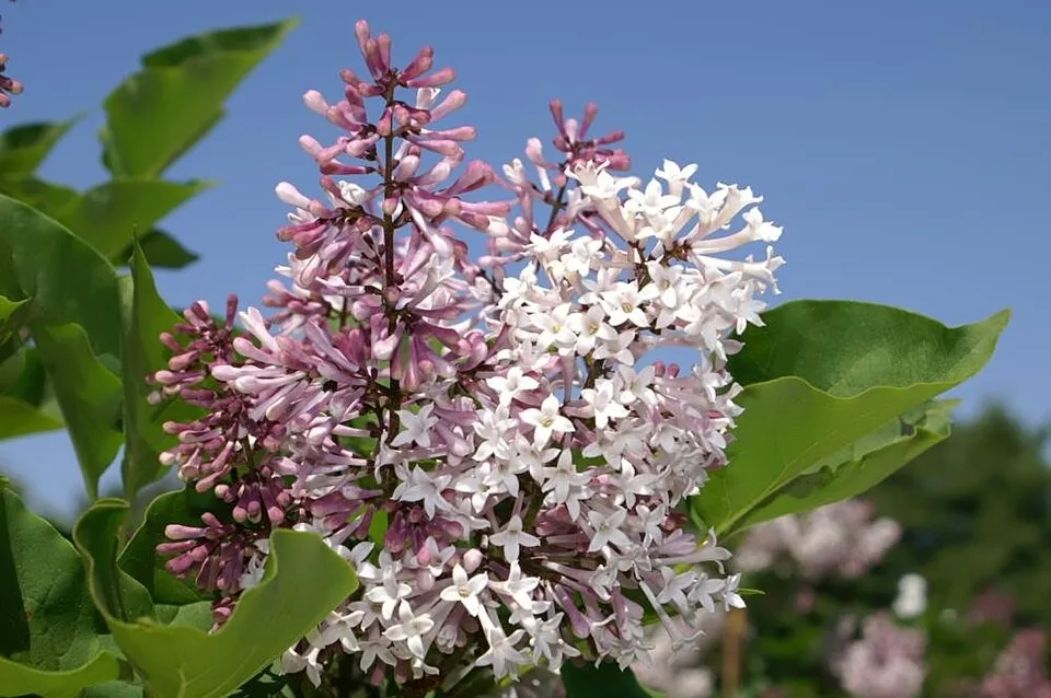 Halványlila virágú törpeorgona / Syringa patula 'Miss Kim'
