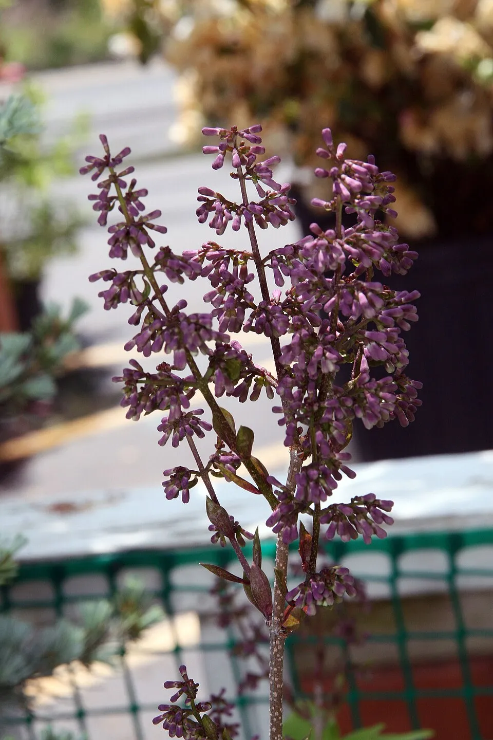 Halványlila virágú törpeorgona / Syringa patula 'Miss Kim'