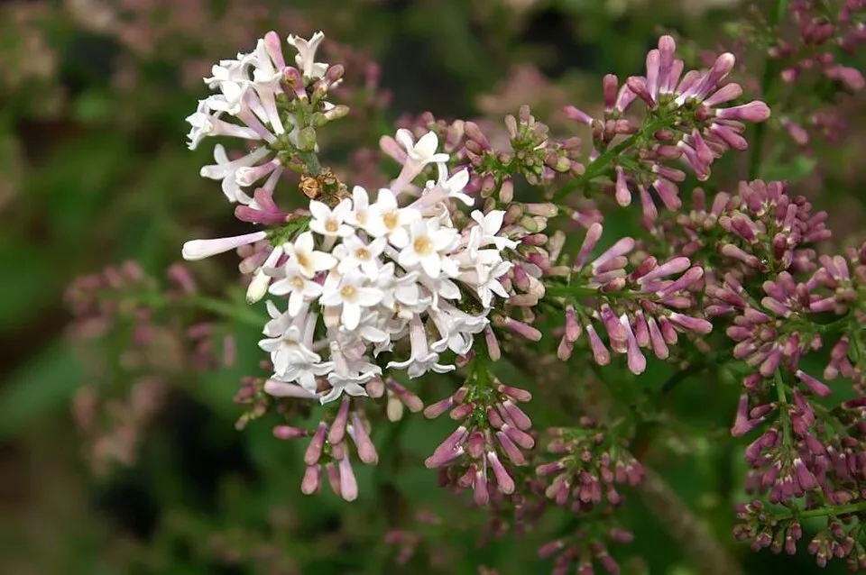 Halványlila virágú törpeorgona / Syringa patula 'Miss Kim'