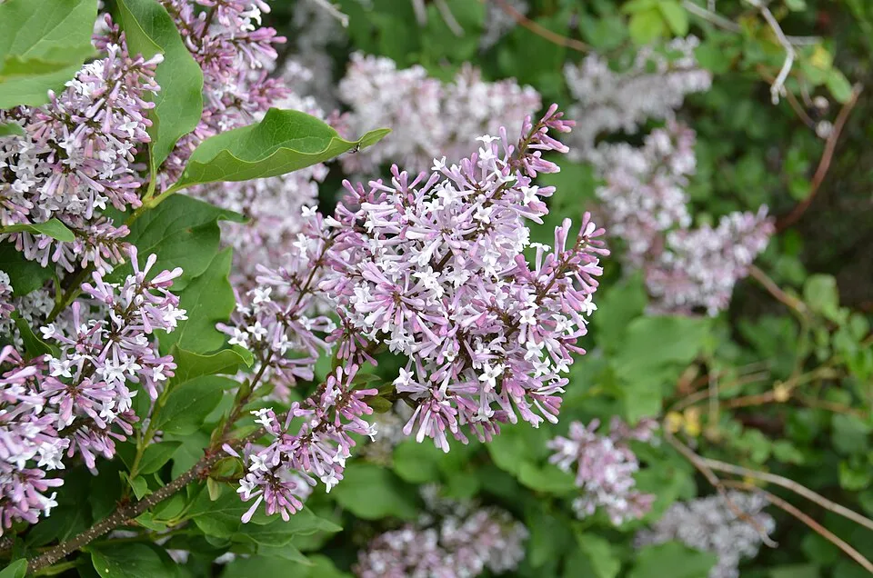 Halványlila virágú törpeorgona / Syringa patula 'Miss Kim'