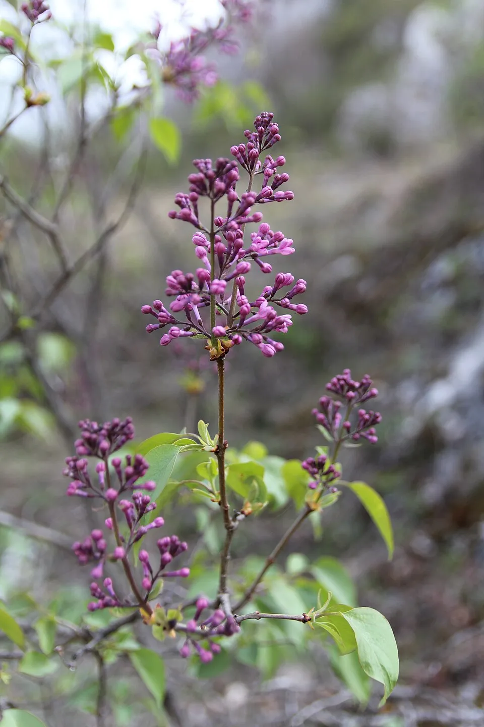 Közönséges orgona / Syringa vulgaris