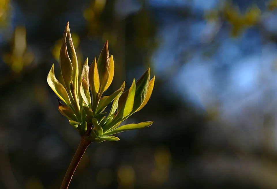 Sötétlila virágú kerti orgona / Syringa vulgaris 'Andeken an Ludwig Spath'