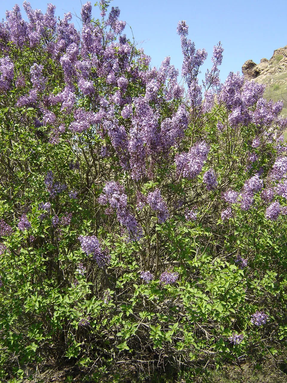 Sötétlila virágú kerti orgona / Syringa vulgaris 'Andeken an Ludwig Spath'