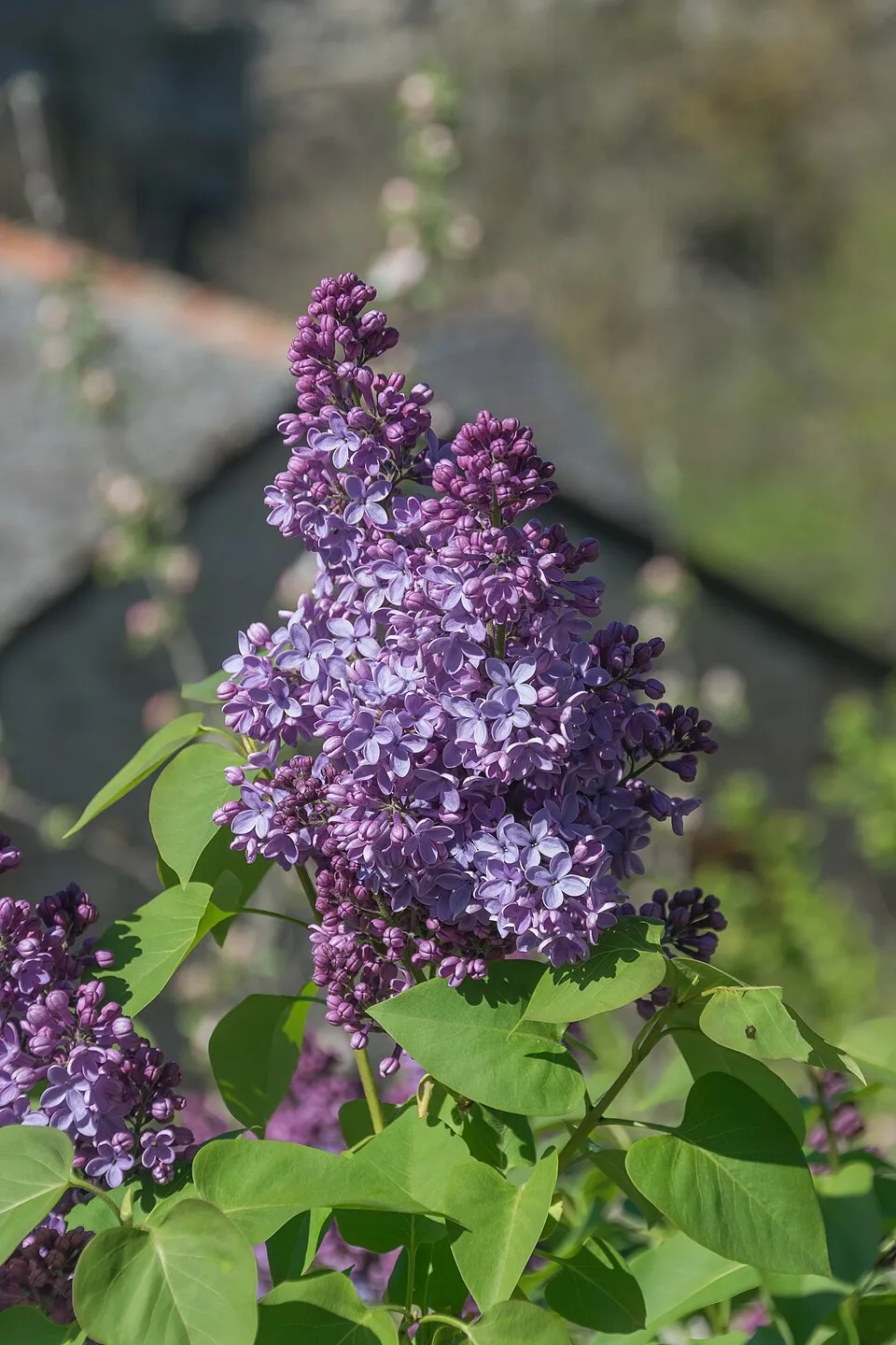 Sötétlila virágú kerti orgona / Syringa vulgaris 'Andeken an Ludwig Spath'
