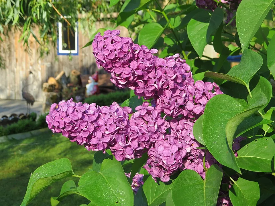 Sötétlila virágú kerti orgona / Syringa vulgaris 'Andeken an Ludwig Spath'